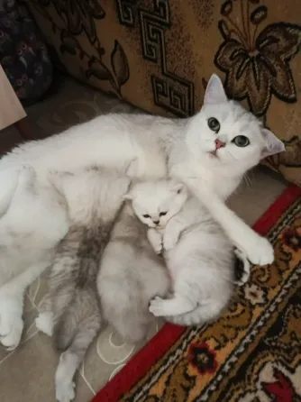 Продажа котят Донецк