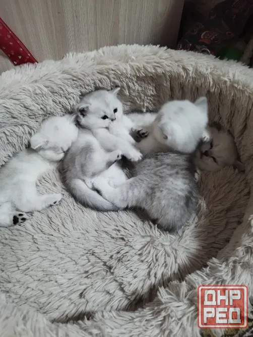 Продажа котят Донецк - изображение 1