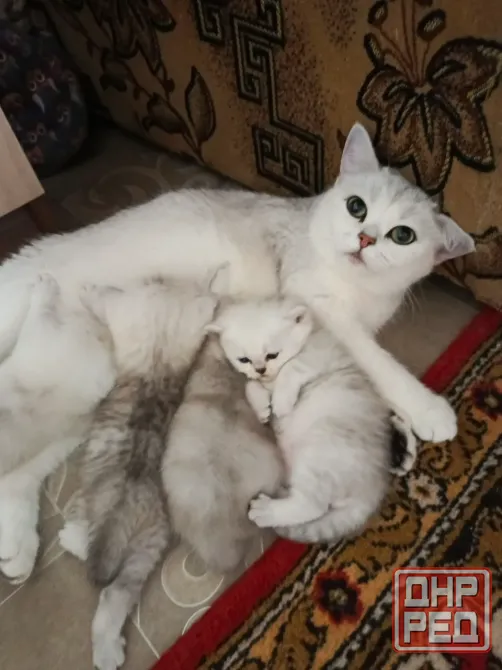 Продажа котят Донецк - изображение 3