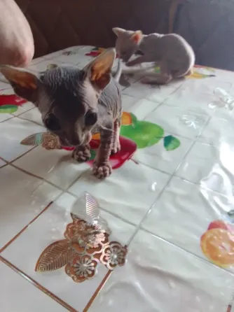 Кошки Макеевка