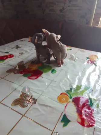Кошки Макеевка