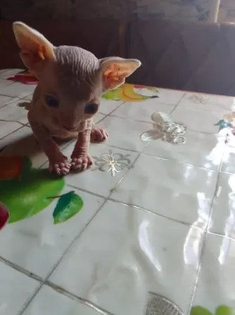 Кошки Макеевка