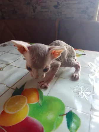 Кошки Макеевка