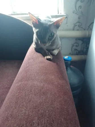 Кошки Макеевка