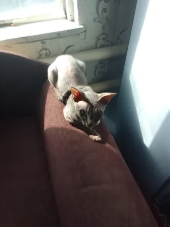 Кошки Макеевка
