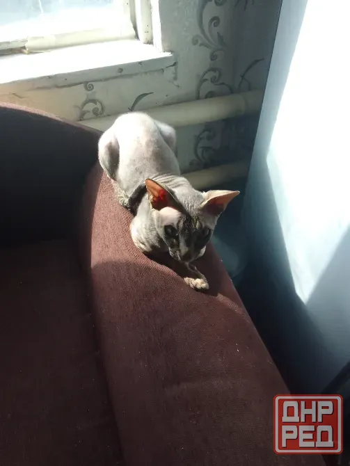 Кошки Макеевка - изображение 2