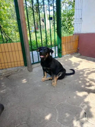 Щенок немецкой овчарки Донецк