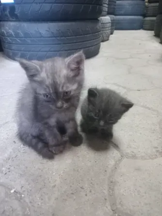 Отдам котят в хорошую семью Донецк
