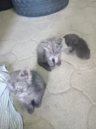 Отдам котят в хорошую семью Донецк