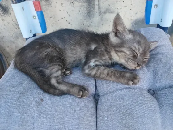 Отдам котят в хорошую семью Донецк