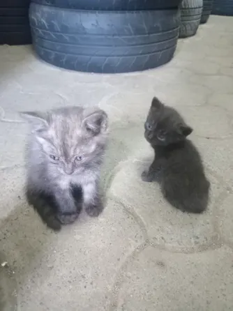 Отдам котят в хорошую семью Донецк
