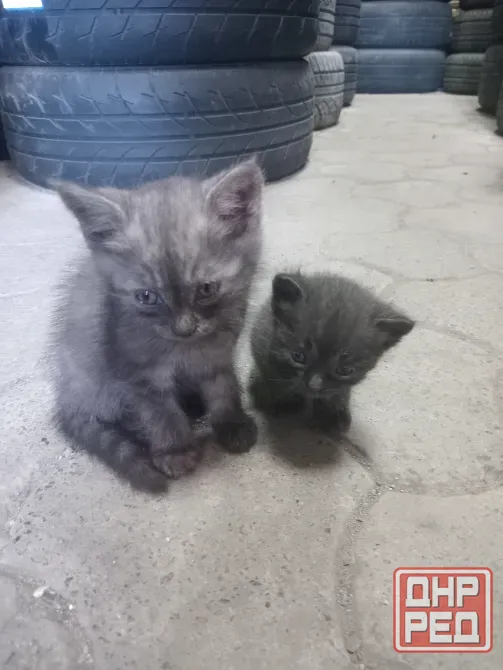 Отдам котят в хорошую семью Донецк - изображение 1