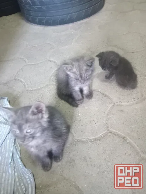 Отдам котят в хорошую семью Донецк - изображение 3