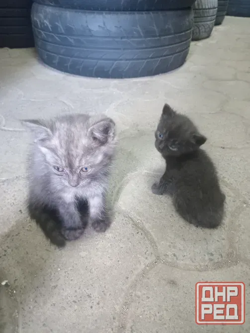 Отдам котят в хорошую семью Донецк - изображение 2