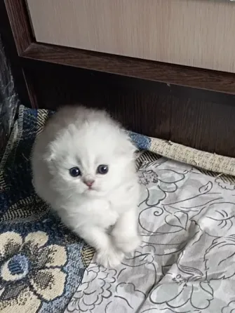 Шотландские котята Макеевка