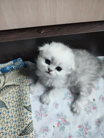 Шотландские котята Макеевка