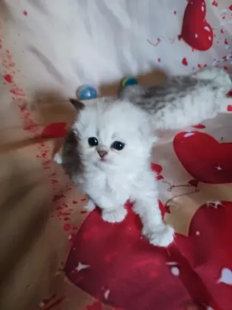 Шотландские котята Макеевка