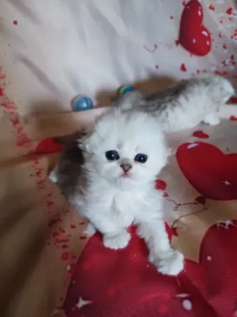 Шотландские котята Макеевка