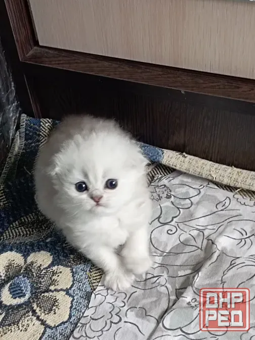 Шотландские котята Макеевка - изображение 2