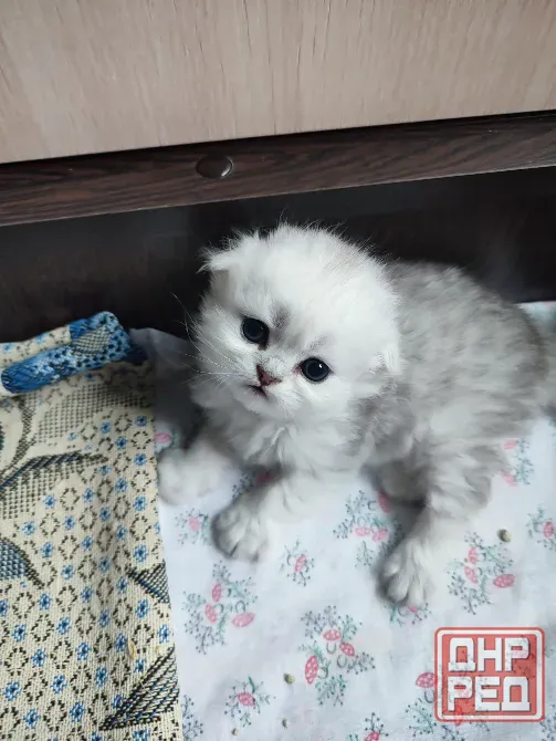 Шотландские котята Макеевка - изображение 1