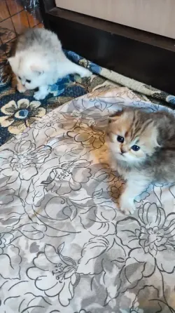 Шотландские котята Донецк