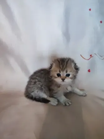 Шотландские котята Донецк