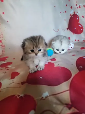 Шотландские котята Донецк