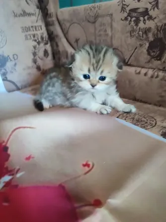 Шотландские котята Донецк
