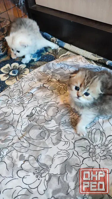 Шотландские котята Донецк - изображение 2
