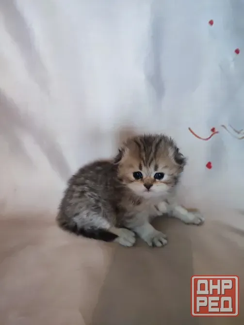 Шотландские котята Донецк - изображение 1