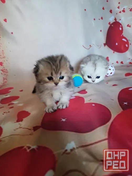 Шотландские котята Донецк - изображение 3