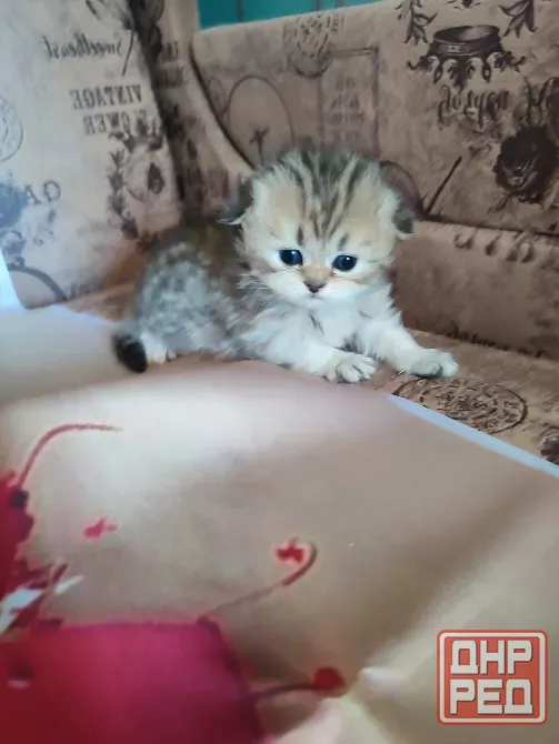 Шотландские котята Донецк - изображение 4
