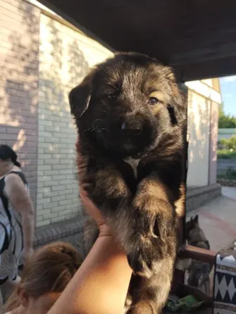 Щенки Донецк