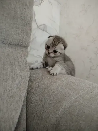 Продаются котята Макеевка