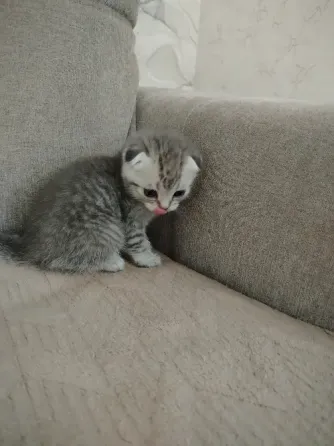 Продаются котята Макеевка