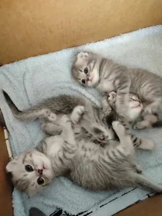 Продаются котята Макеевка