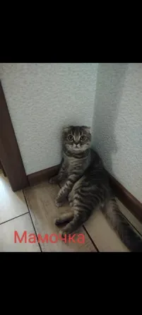Продаются котята Макеевка