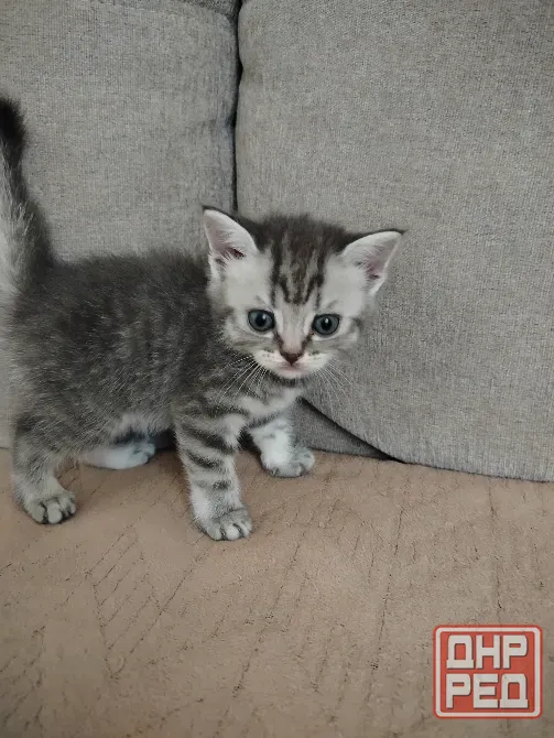 Продаются котята Макеевка - изображение 8