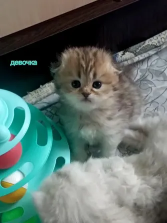 Шотландские котята Макеевка