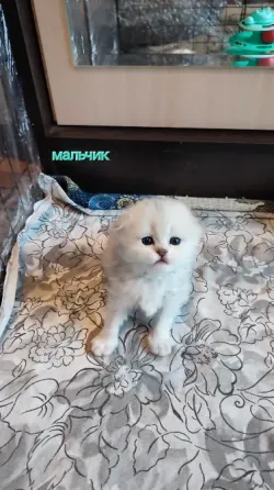 Шотландские котята Макеевка