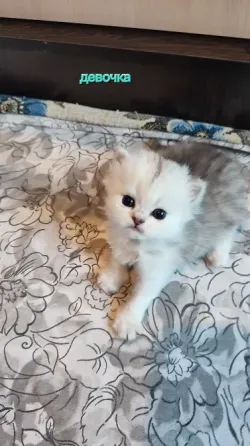 Шотландские котята Макеевка