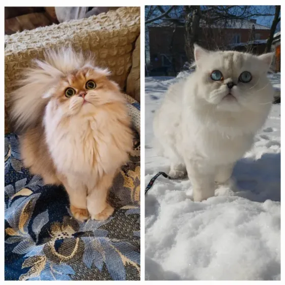 Шотландские котята Макеевка