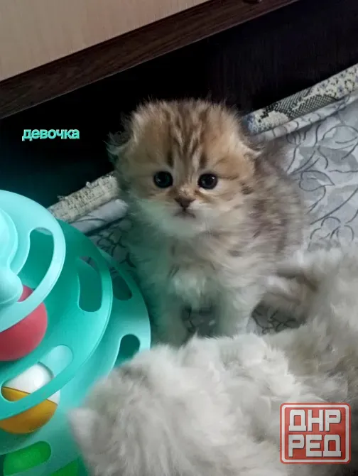 Шотландские котята Макеевка - изображение 3