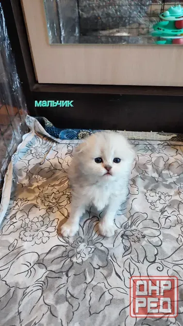 Шотландские котята Макеевка - изображение 2
