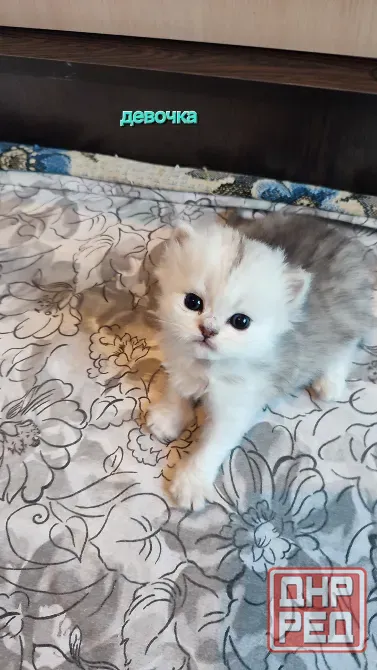 Шотландские котята Макеевка - изображение 1