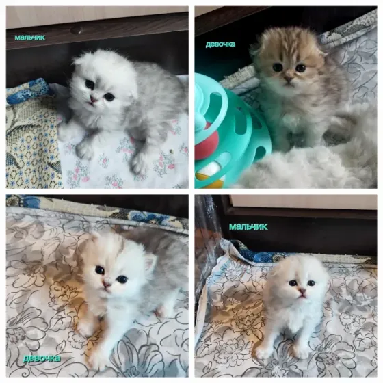 Шотландские котята Донецк