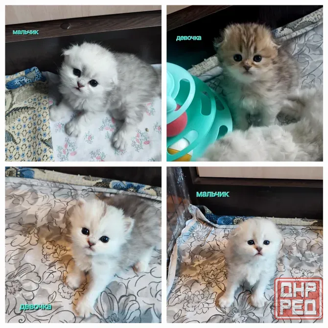 Шотландские котята Донецк - изображение 1