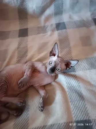 Котята канадского сфинкса Донецк