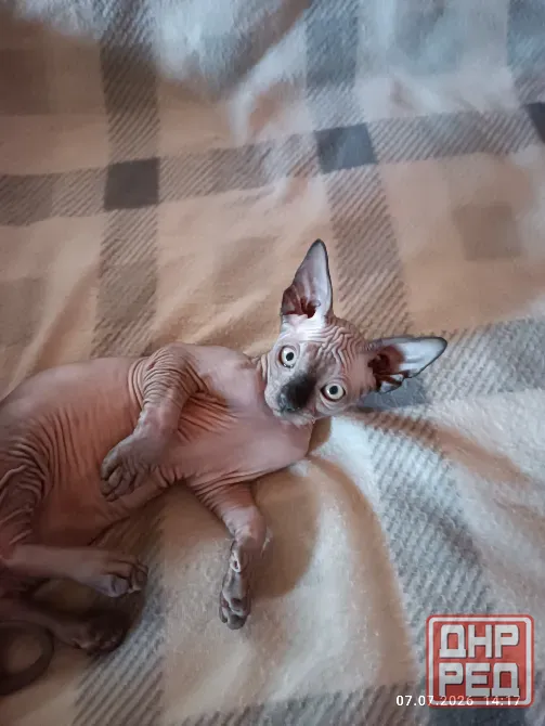 Котята канадского сфинкса Донецк - изображение 4