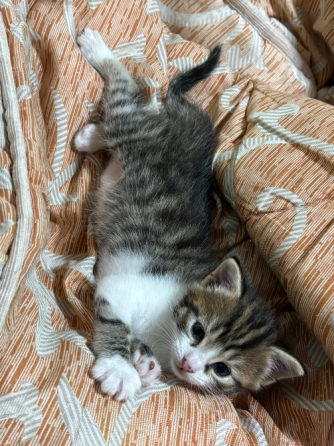 Отдам котёнка даром Донецк